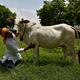 India-Politics-Cow
